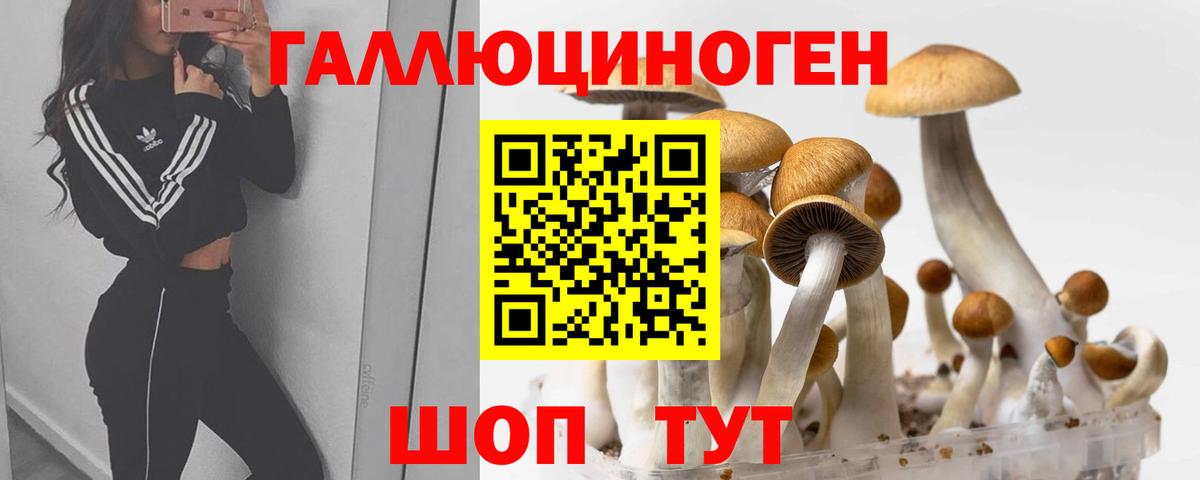 Сосновоборск  Псилоцибиновые грибы Psilocybe  Вход с VPN 